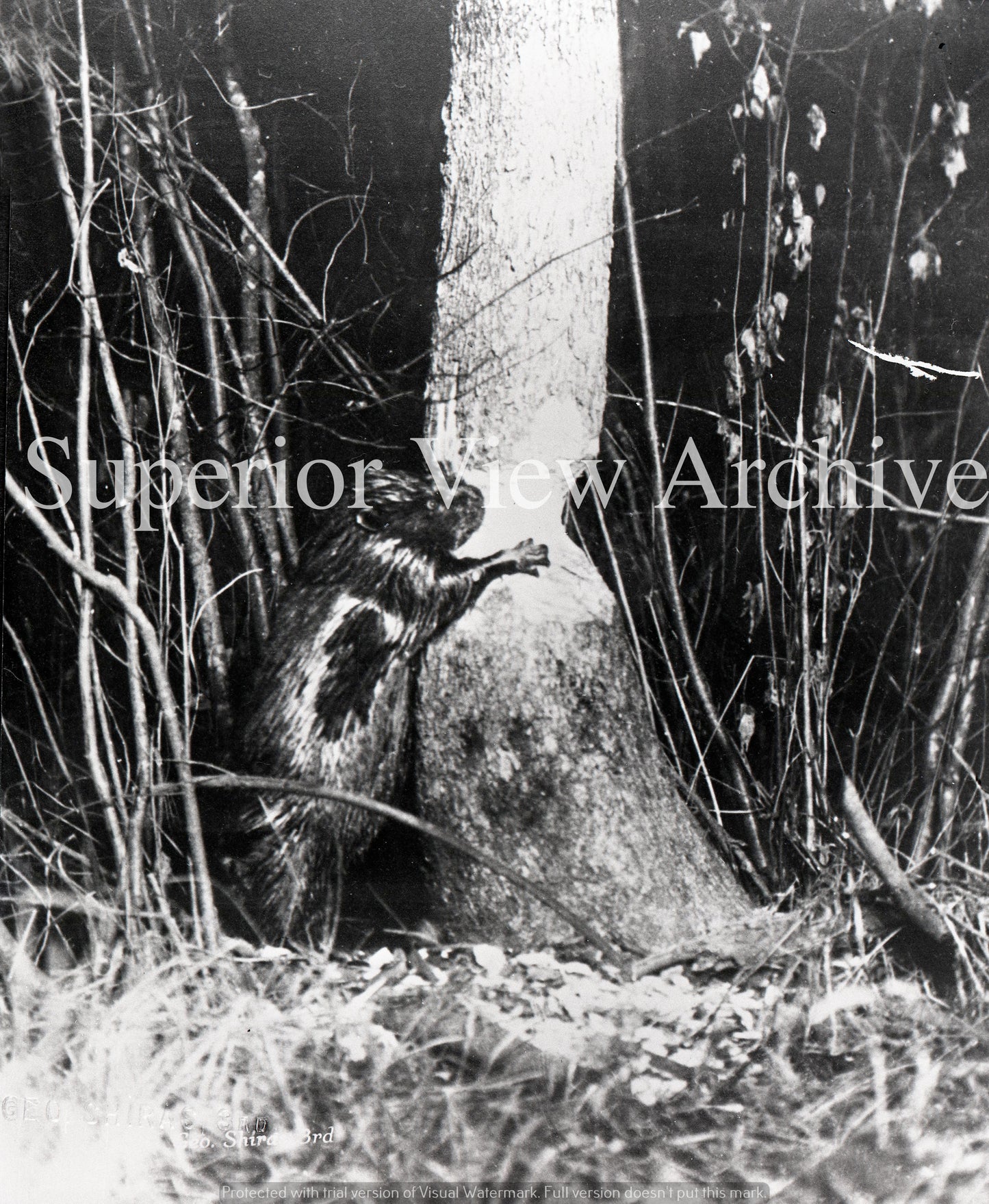George Shiras III Photo A Beaver Cutting Down a Tree in 1900